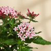 Shop Lovely Pink Pentas Plant With Black Planter