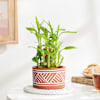 Gift Lovely Two-Layer Bamboo Plant In Terracotta Planter