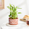 Lovely Two-Layer Bamboo Plant In Terracotta Planter Online