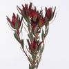 Lucadendron Salignum Blush (Bunch of 10) Online