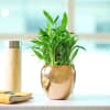 Buy Lucky 3 Layer Bamboo Plant in a Luxury Metal Pot