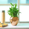 Lucky 3 Layer Bamboo Plant in a Luxury Metal Pot Online