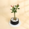 Gift Lucky Adenium Plant With Black Planter