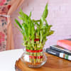 Gift Lucky Bamboo In Mini Bowl Glass Vase