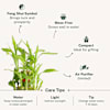 Buy Lucky Bamboo In Mini Bowl Glass Vase