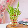 Lucky Bamboo In Mini Bowl Glass Vase Online