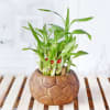 Gift Lucky Bamboo Plant in Ceramic Planter