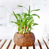Lucky Bamboo Plant in Ceramic Planter Online