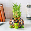 Gift Lucky Bamboo Plant in Designer Turtle Ceramic Planter