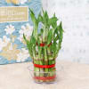 Gift Lucky Bamboo Plant with Teddy Bear