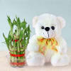 Lucky Bamboo with Teddy Bear Online