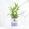 Buy Lucky Greens And Protection Rakhi Combo
