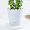 Buy Lucky Jade Plant In Adorable Self-Watering Planter