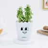 Lucky Jade Plant In Adorable Self-Watering Planter Online