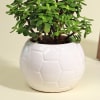 Buy Lucky Jade Succulent in White Football Ceramic Pot