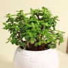 Shop Lucky Jade Succulent in White Football Ceramic Pot