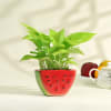 Gift Lucky Money Plant in Ceramic Watermelon Planter