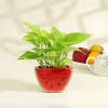 Buy Lucky Money Plant in Ceramic Watermelon Planter