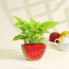 Lucky Money Plant in Ceramic Watermelon Planter Online