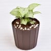 Gift Lucky Syngonium Green Plant (Low Light/Moderate Water)