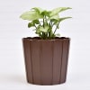 Buy Lucky Syngonium Green Plant (Low Light/Moderate Water)