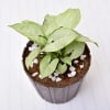 Shop Lucky Syngonium Green Plant (Low Light/Moderate Water)