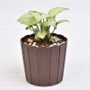 Lucky Syngonium Green Plant (Low Light/Moderate Water) Online