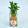 Gift Lucky Two Layered Bamboo In Personalized Vase (Mild Light/Less Water)