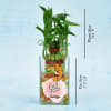Lucky Two Layered Bamboo In Personalized Vase (Mild Light/Less Water) Online