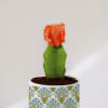 Gift Lunar Bloom - Moon Cactus With Pot