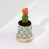 Shop Lunar Bloom - Moon Cactus With Pot