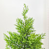 Gift Lush Green Cypress And Gold Planter