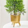 Buy Lush Green Cypress And Gold Planter