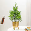 Lush Green Cypress And Gold Planter Online