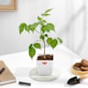 Gift Lush Green Radermachera Plant In White Pot