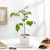 Buy Lush Green Radermachera Plant In White Pot