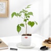 Lush Green Radermachera Plant In White Pot Online