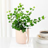 Gift Lush Ivy In Striped Coffee Planter