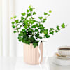 Lush Ivy In Striped Coffee Planter Online