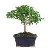 Lush Umbrella Bonsai Planter Online