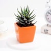 Gift Lush Zebra Succulent With Orange Ceramic Planter