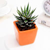 Buy Lush Zebra Succulent With Orange Ceramic Planter