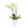 Lustrous Yellow Orchid Plant Online