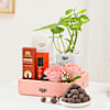 Gift Luxurious Essence Money Plant Hamper
