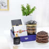 Luxurious Rakhi Hamper With Jade Plant Online