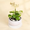 Gift Magical Money Plant for Mom