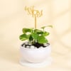 Magical Money Plant for Mom Online