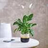 Gift Magnificent Peace Lily Plant in a Ceramic Pot