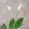 Shop Magnificent Peace Lily Plant in a Ceramic Pot