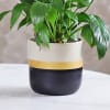 Buy Magnificent Peace Lily Plant in a Ceramic Pot